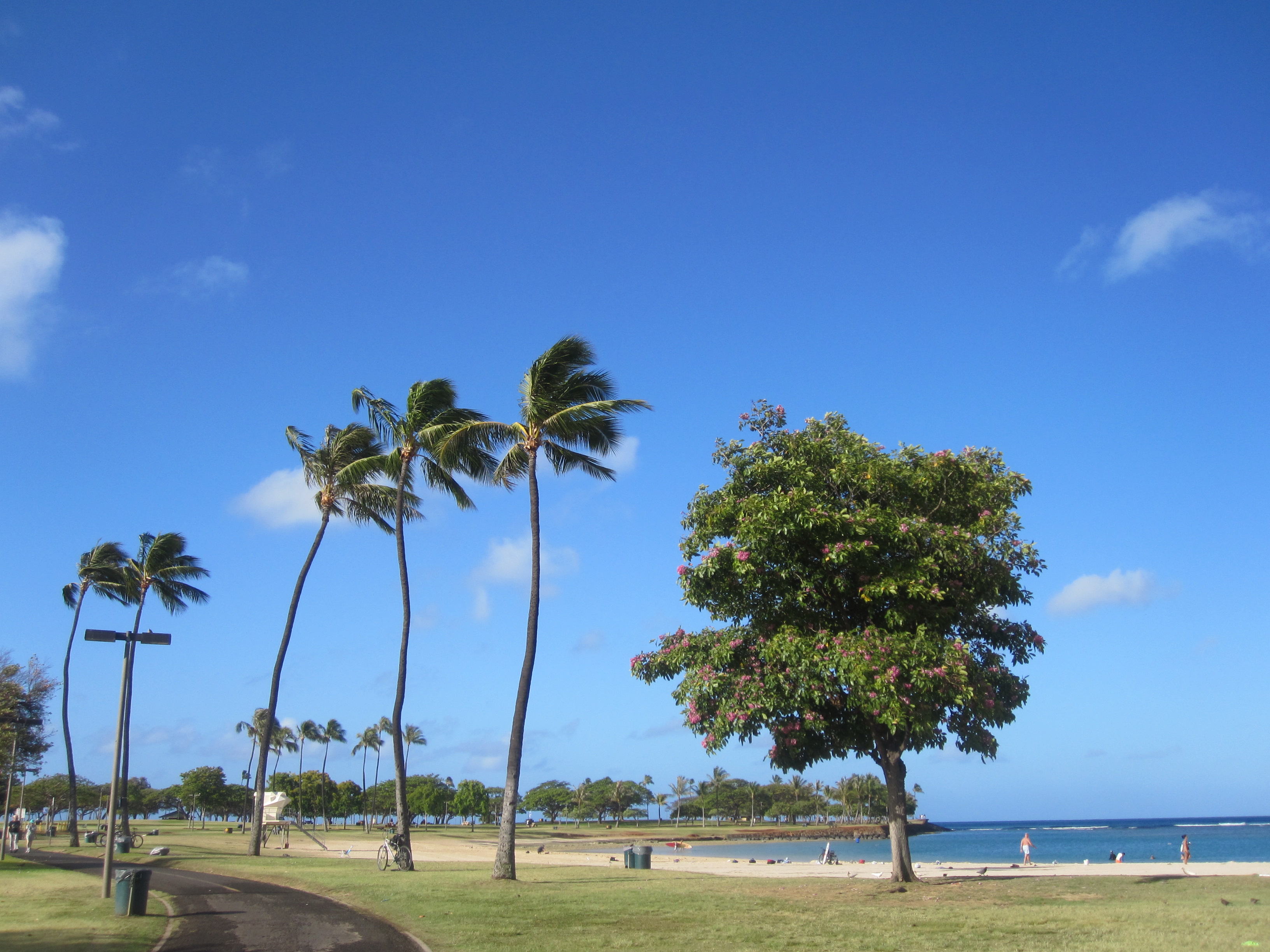 ハワイ、マジックアイランドへ毎朝お散歩＆ヨガに行ってました～。